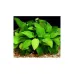 Анубиас (Anubias barteri var. nana) Анубиас (Anubias barteri var. nana)