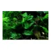 Анубиас (Anubias barteri var. nana) Анубиас (Anubias barteri var. nana)