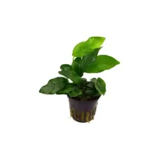 Анубиас (Anubias barteri var. nana)