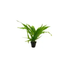 Микрозорум (Microsorum pteropus)