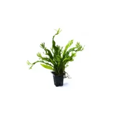 Микрозорум Къдрав (Microsorum pteropus 'windelov')