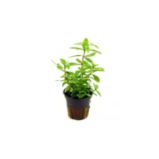 Хигрофила (Hygrophila polysperma)