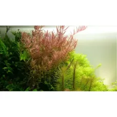 Ротала виетнам (Rotala sp. Vietnam)