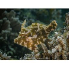 Риба листо срещу аиптазия (Acreichthys tomentosus) Риба листо срещу аиптазия (Acreichthys tomentosus)