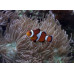 Риба клоун Немо (Amphiprion ocellaris) Риба клоун Немо (Amphiprion ocellaris)