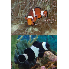 Риба клоун Немо (Amphiprion ocellaris) Риба клоун Немо (Amphiprion ocellaris)