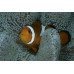 Риба клоун Немо (Amphiprion ocellaris) Риба клоун Немо (Amphiprion ocellaris)