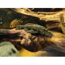 Ancistrus cirrhosus (Large)
