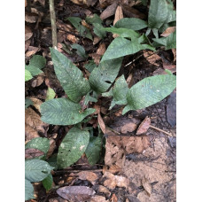 Анубиас хастифолия (Anubias hastifolia)