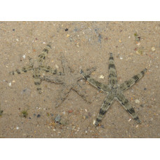 Морска звезда архастер (Archaster typicus) Морска звезда архастер (Archaster typicus)