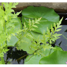 Водна папрат (Ceratopteris thalictroides)