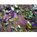 Зелен хромис (Chromis viridis) Зелен хромис (Chromis viridis)