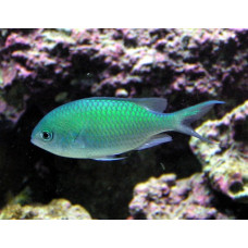 Зелен хромис (Chromis viridis)
