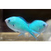 Зелен хромис (Chromis viridis) Зелен хромис (Chromis viridis)