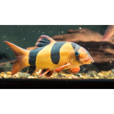 Chromobotia macracanthus