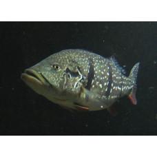 Цихлазома (Cichlasoma) Цихлазома (Cichlasoma)