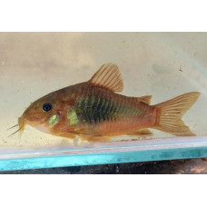 Corydoras venezuelanus (Black)