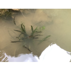 Криптокорина балансе (Cryptocoryne balansae)