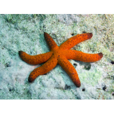 Морска звезда ехинастер (Echinaster luzonicus) Морска звезда ехинастер (Echinaster luzonicus)