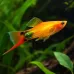 Хелер (Xiphophorus hellerii) Хелер (Xiphophorus hellerii)