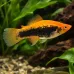 Хелер (Xiphophorus hellerii) Хелер (Xiphophorus hellerii)