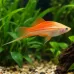 Хелер (Xiphophorus hellerii) Хелер (Xiphophorus hellerii)