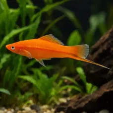 Хелер (Xiphophorus hellerii)