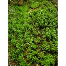 Хемиантус куба (Hemianthus callitrichoides)