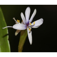 Хетерантера зостерифолия (Heteranthera zosterifolia)