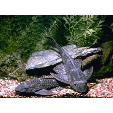 Hypostomus plecostomus