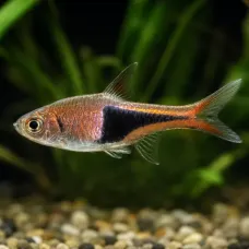 Разбора Клиновидна (Trigonostigma heteromorpha)