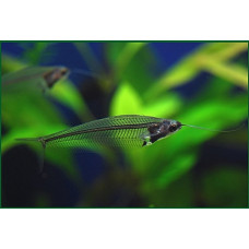 Kryptopterus bicirrhis