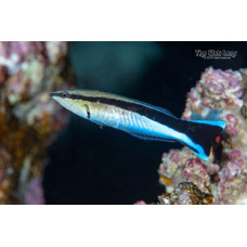 Доктор фиш (Labroides dimidiatus)
