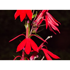 Лобелия кардиналис (Lobelia cardinalis)
