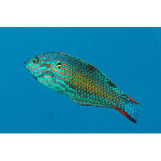Леопард врасе (Macropharyngodon meleagris) Леопард врасе (Macropharyngodon meleagris)