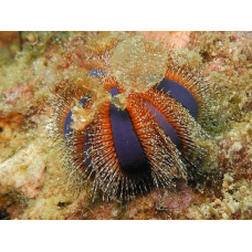Глобуларен морски таралеж (Mespilia globulus)