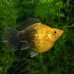 Балонна молинезия (Poecilia sphenops)