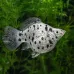 Балонна молинезия (Poecilia sphenops)