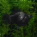 Балонна молинезия (Poecilia sphenops)