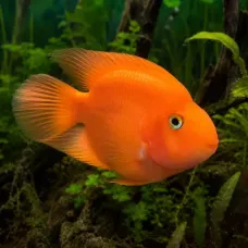 Папагал / Цихлида папагал (Blood Parrot Cichlid) Папагал / Цихлида папагал (Blood Parrot Cichlid)