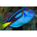Сиn хирург Дори (Paracanthurus hepatus)