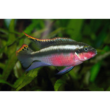 Крибензис супер ред (Pelvicachromis pulcher) Крибензис супер ред (Pelvicachromis pulcher)