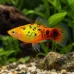 Плата (Xiphophorus maculatus)