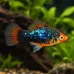 Плата (Xiphophorus maculatus)