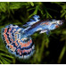 Poecilia reticulata