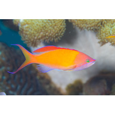 Розов анциас (Pseudanthias dispar) Розов анциас (Pseudanthias dispar)