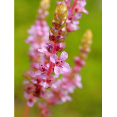 Ротала ротундифолия (Rotala rotundifolia)