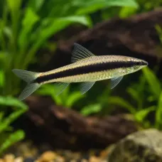 Сае (Crossocheilus oblongus) Сае (Crossocheilus oblongus)