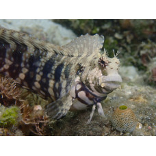 Косачка блен (Salarias fasciatus)
