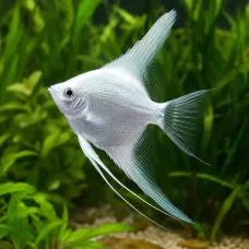Скалария (Pterophyllum scalare)